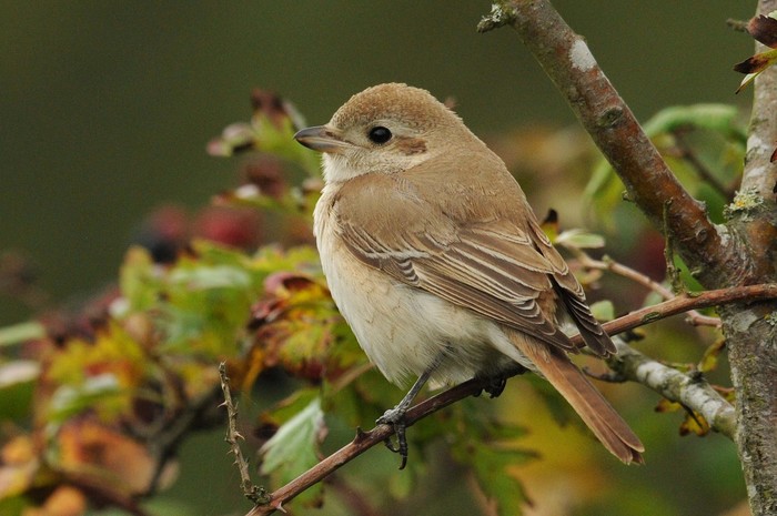 Isabelline Shrike