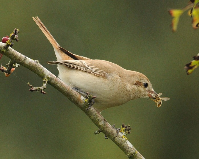 Isabelline Shrike