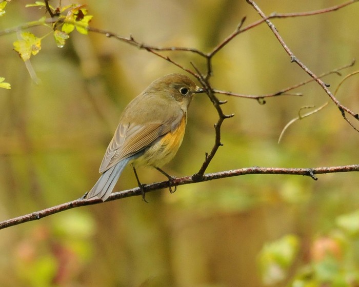 Red-flanked Bluetail