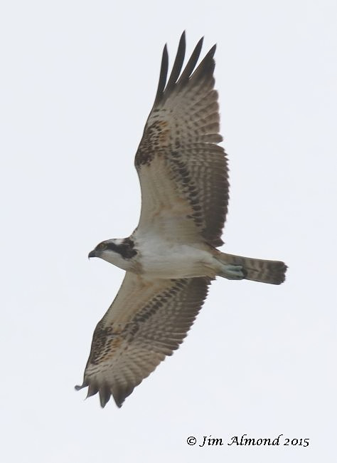 Osprey