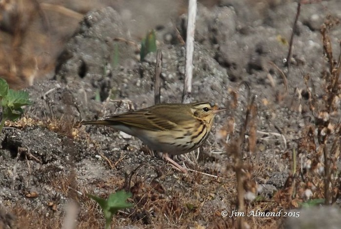Olive-backed Pipit
