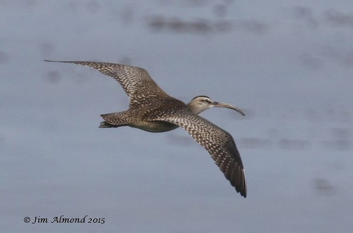 Hudsonian Whimbrel