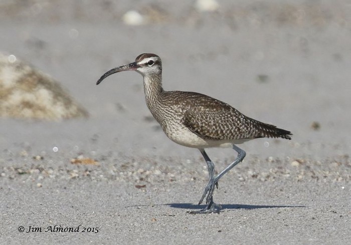 Hudsonian Whimbrel