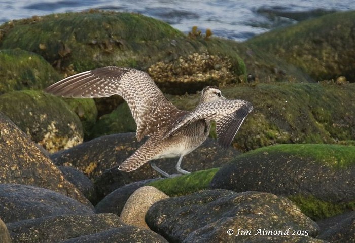 Hudsonian Whimbrel