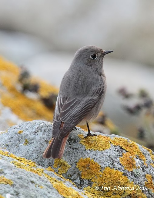 Black Redstart
