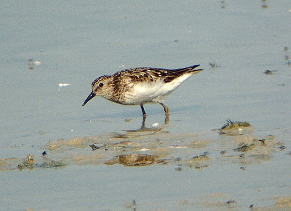 Least Sandpiper