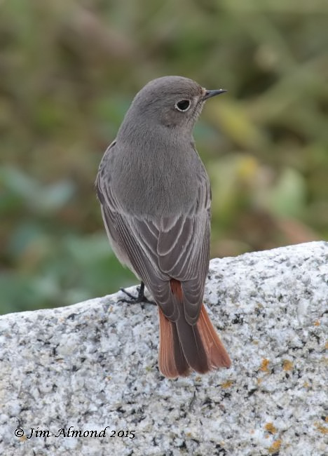 Black Redstart