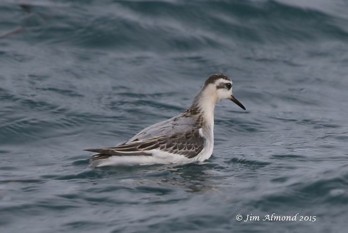 Grey Phalarope
