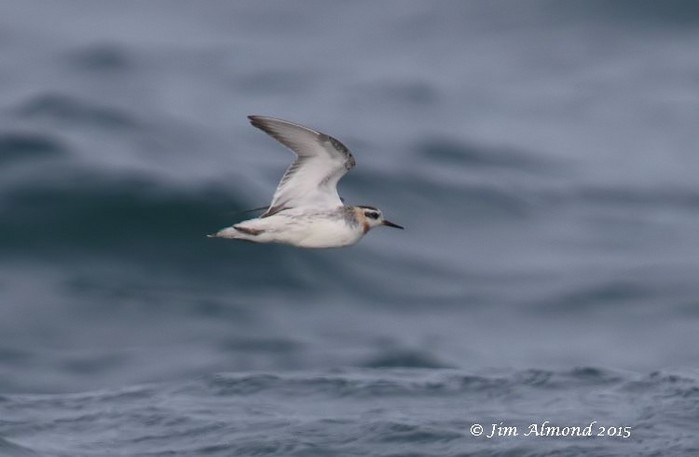 Grey Phalarope