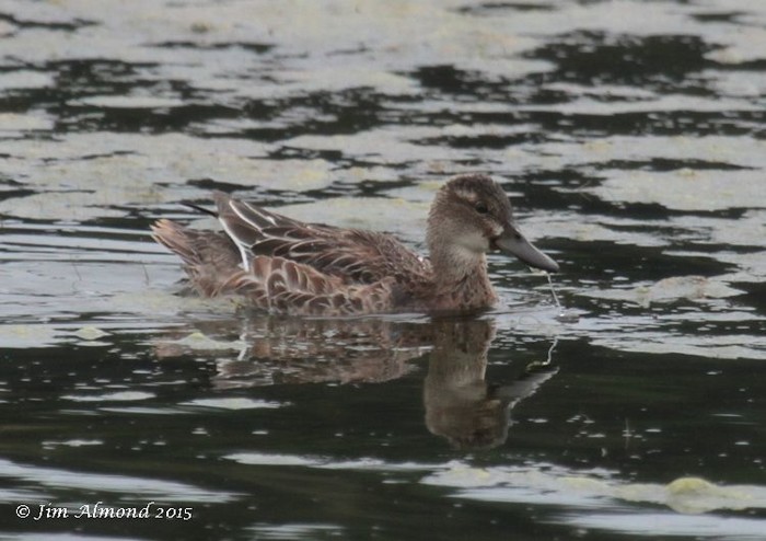 Garganey