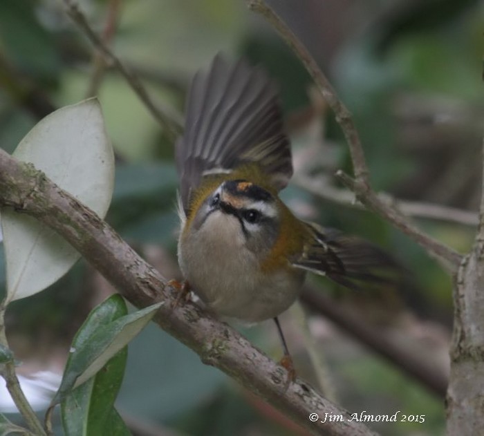 Firecrest