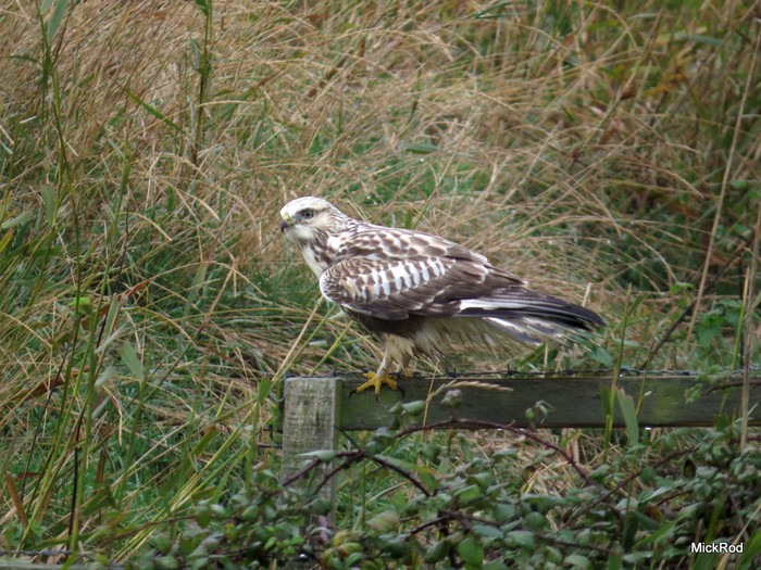 Rough-legged Buzzard