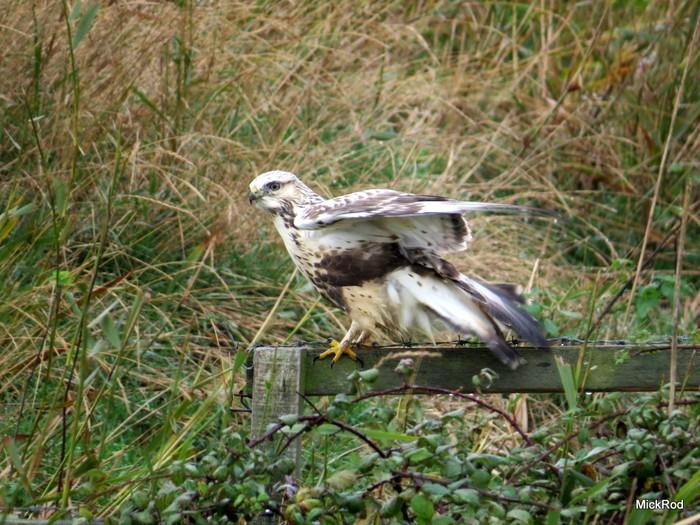 Rough-legged Buzzard