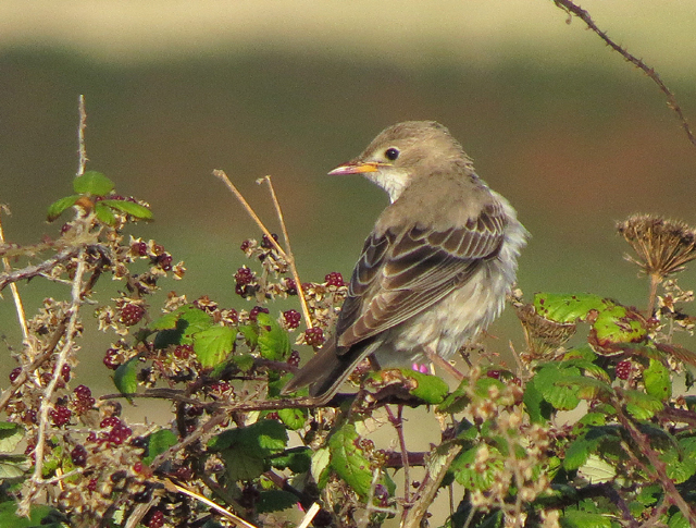 Rose-coloured Starling