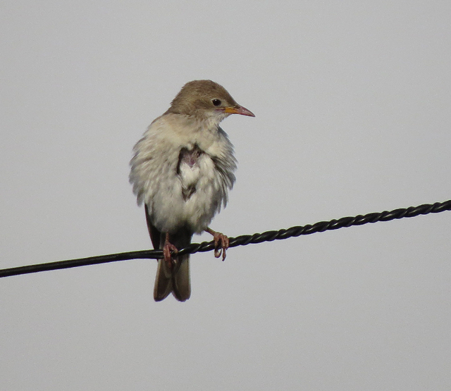 Rose-coloured Starling
