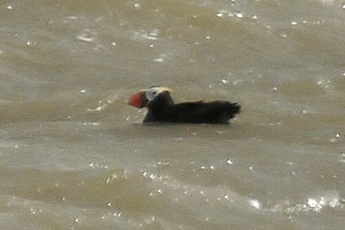 Tufted Puffin