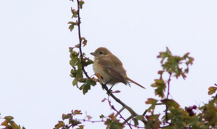 Isabelline Shrike