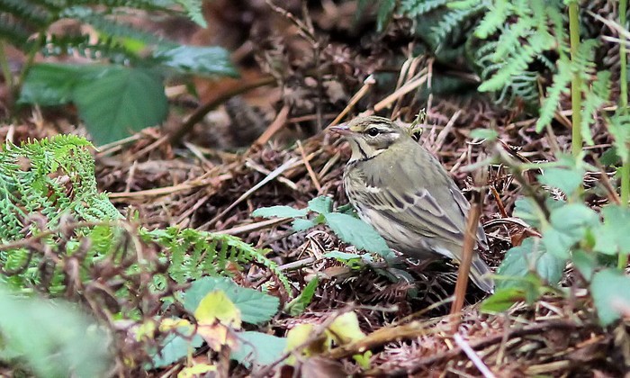 Olive-backed Pipit