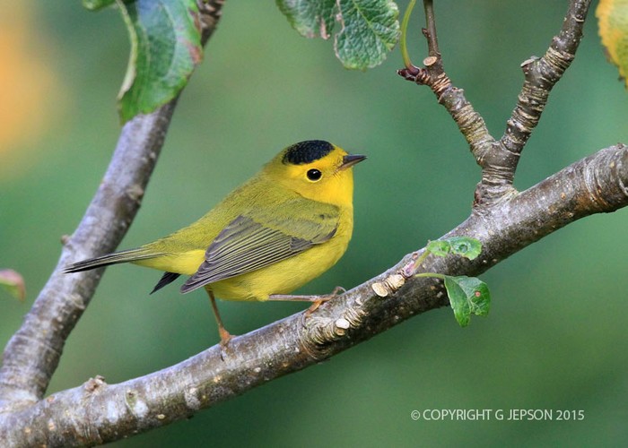 Wilson's Warbler