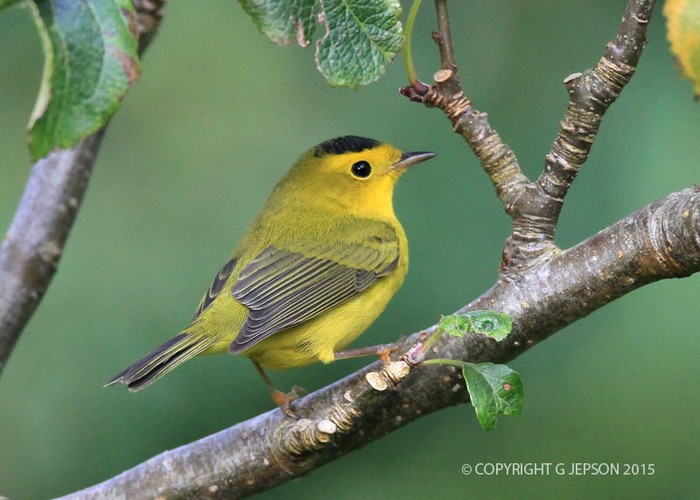 Wilson's Warbler