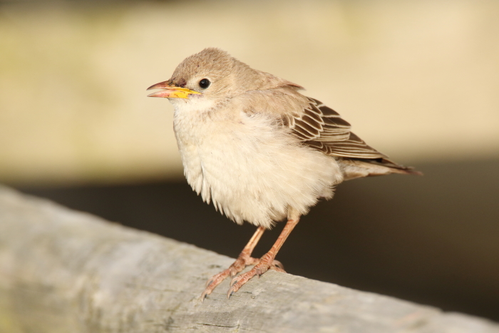 Rose-coloured Starling