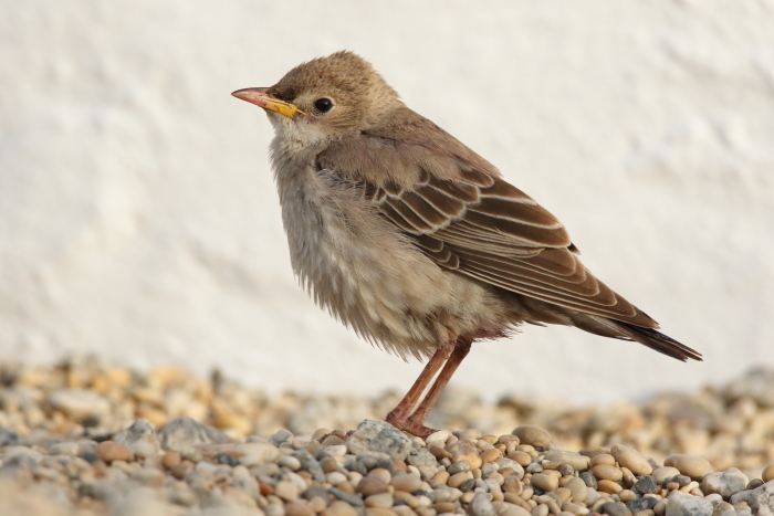 Rose-coloured Starling