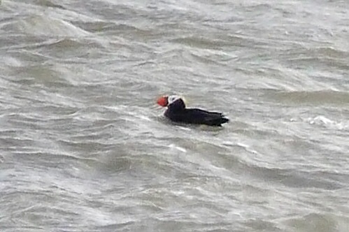 Tufted Puffin