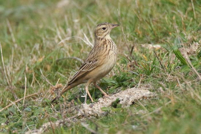 Blyth's Pipit
