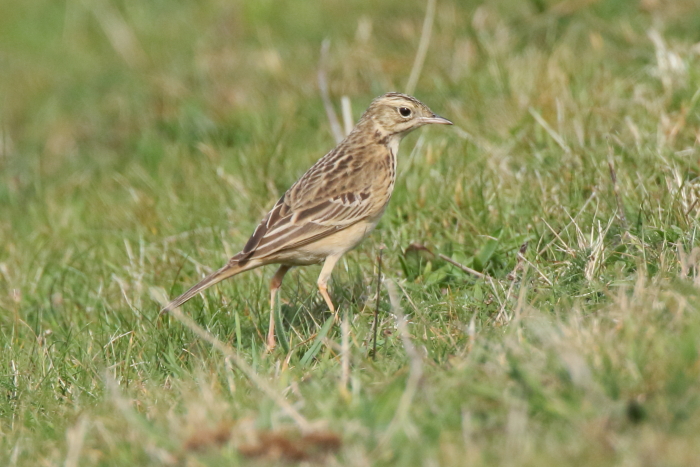 Blyth's Pipit