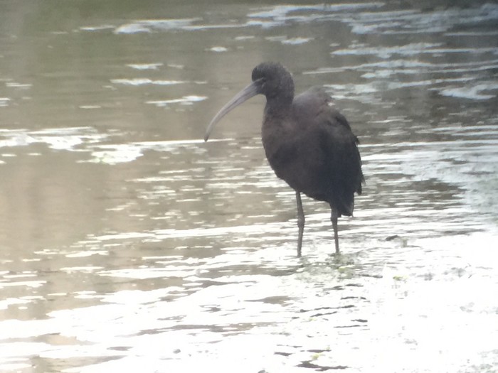Glossy Ibis