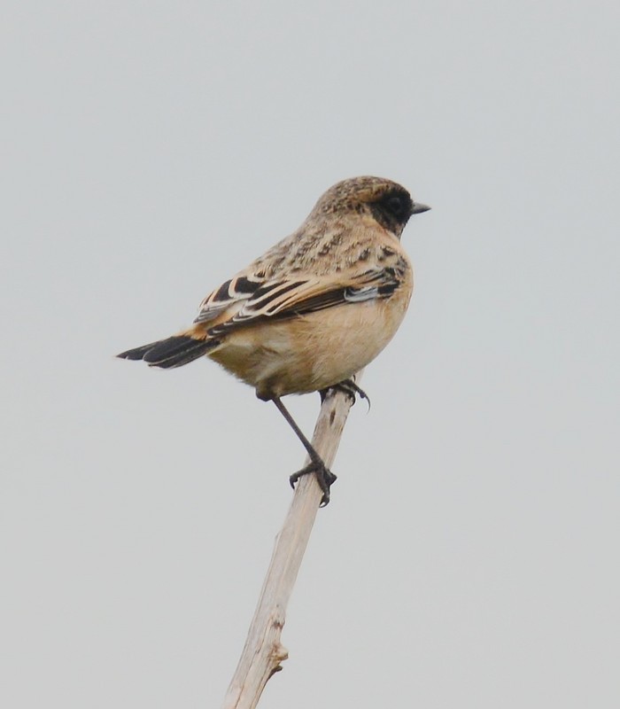 Siberian Stonechat