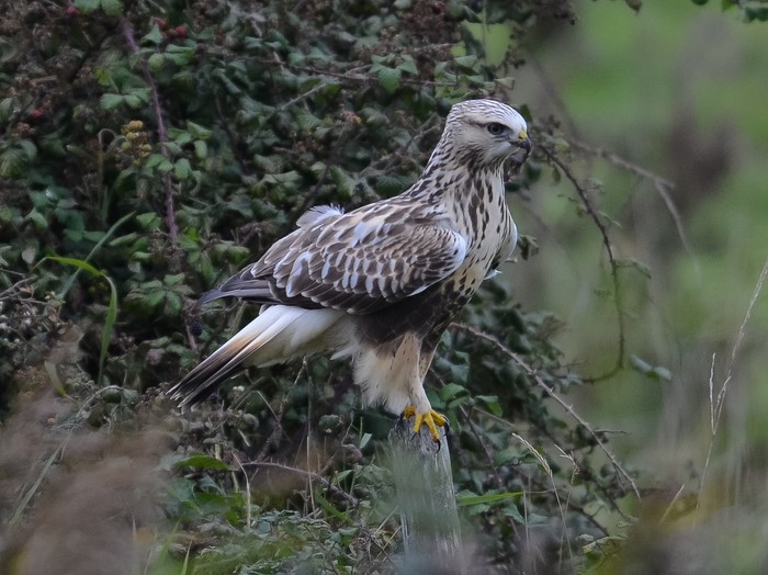 Rough-legged Buzzard