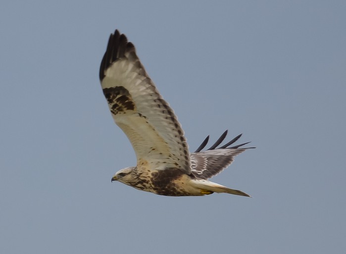 Rough-legged Buzzard
