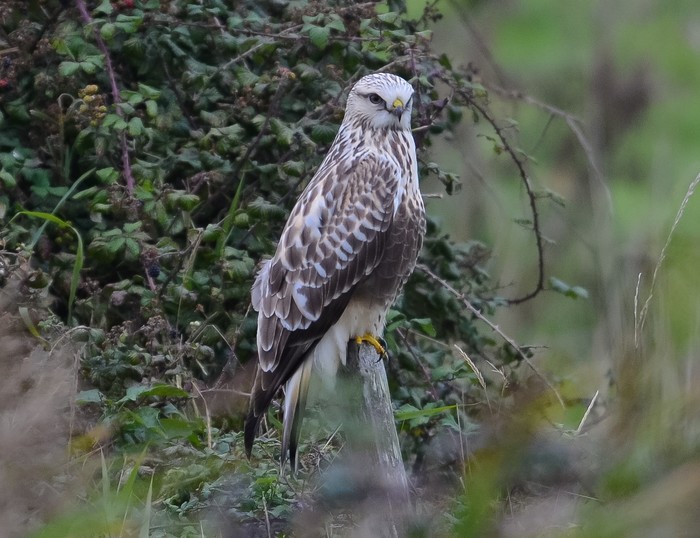 Rough-legged Buzzard
