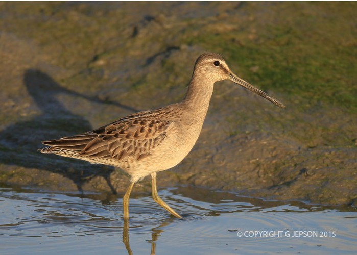 Long-billed Dowitcher