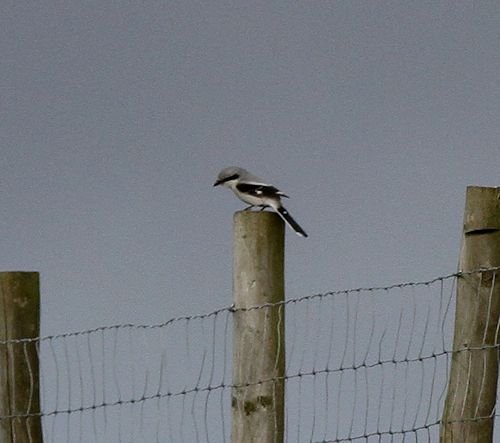 Great Grey Shrike