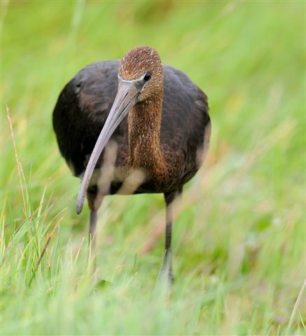 Glossy Ibis