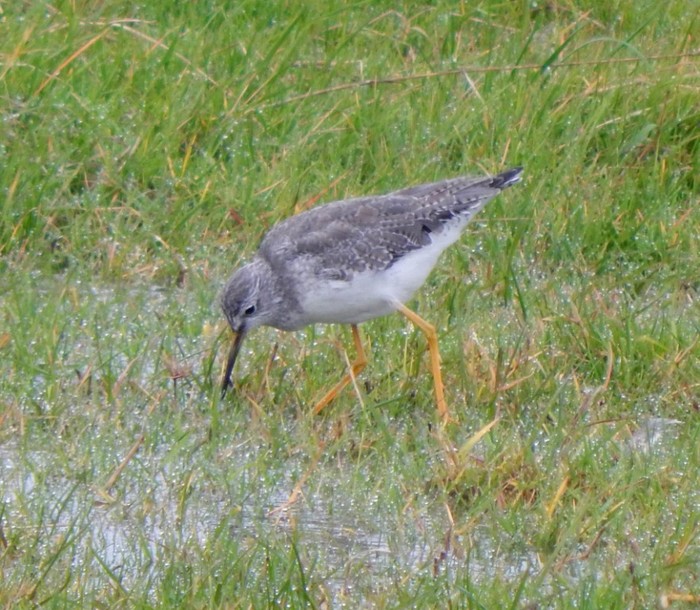 Lesser Yellowlegs