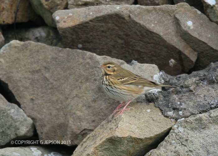 Olive-backed Pipit