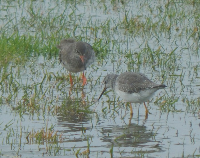 Lesser Yellowlegs