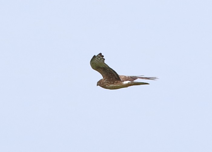 Hen Harrier