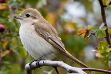 Isabelline Shrike