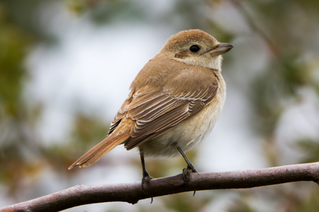 Isabelline Shrike