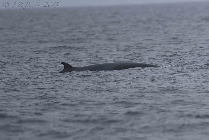 Minke Whale