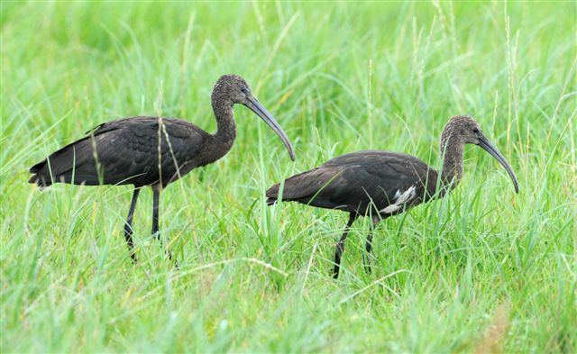 Glossy Ibis