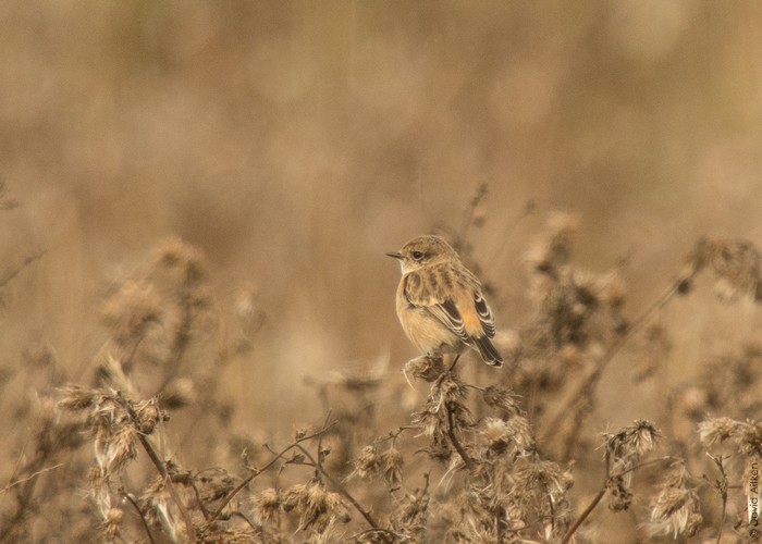 Siberian Stonechat