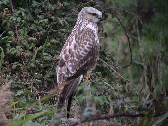 Rough-legged Buzzard