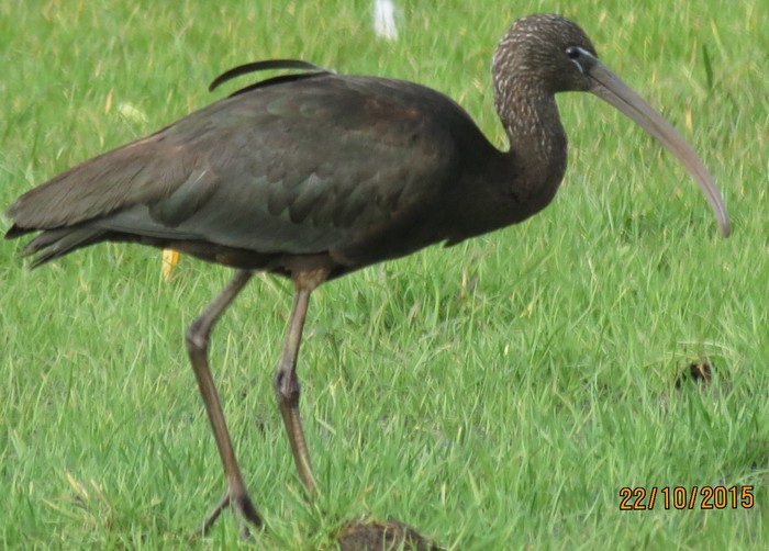 Glossy ibis