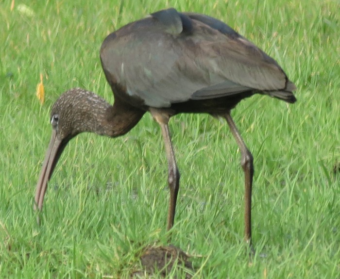 Glossy Ibis