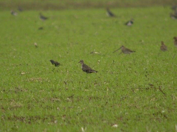 American Golden Plover